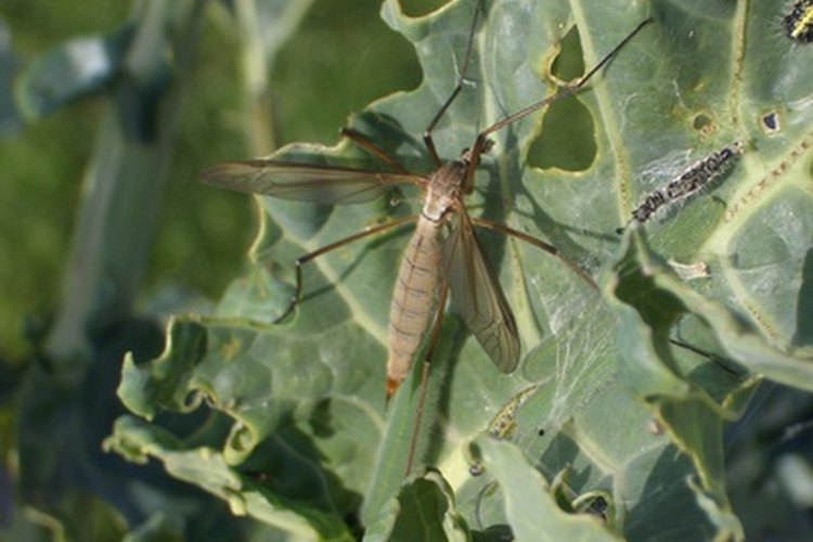 Repelente de insectos.