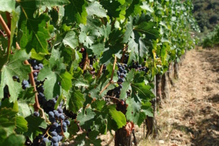 Controla las hojas y las uvas actuales de tu viñedo.