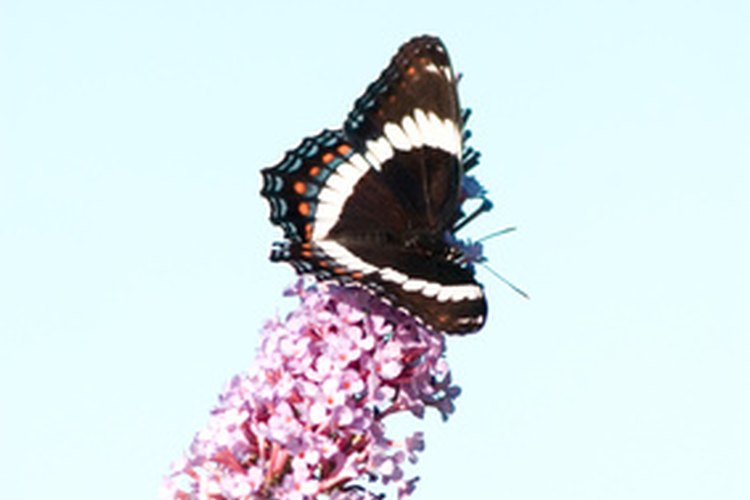 Mariposa sobre arbusto de mariposas.