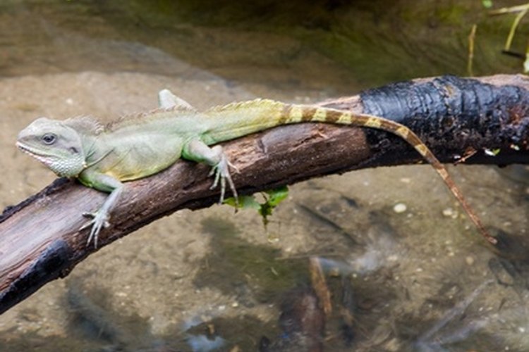 El reptil utiliza el sol para elevar su temperatura corporal