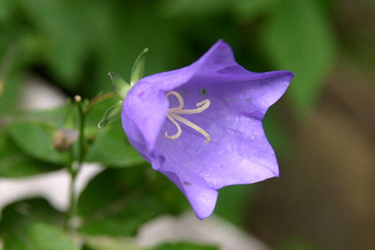 Flor campana.