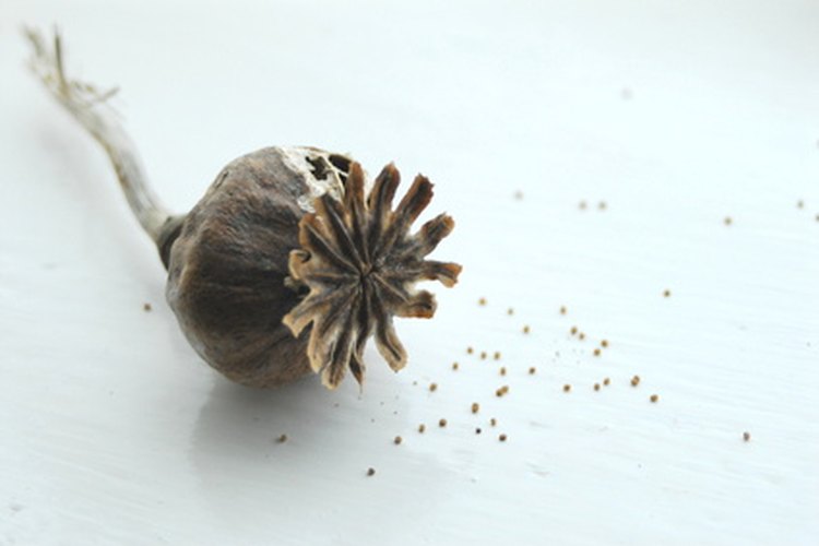 La palabra "chia" viene de la palabra azteca "chian", que significa grasa.