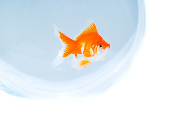 Mantén a tus peces cómodos en la pecera para que tengan una vida más larga.