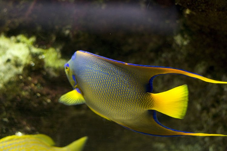 El período de faringula diferencia el desarrollo embrionario de los peces del de los vertebrados superiores como los humanos