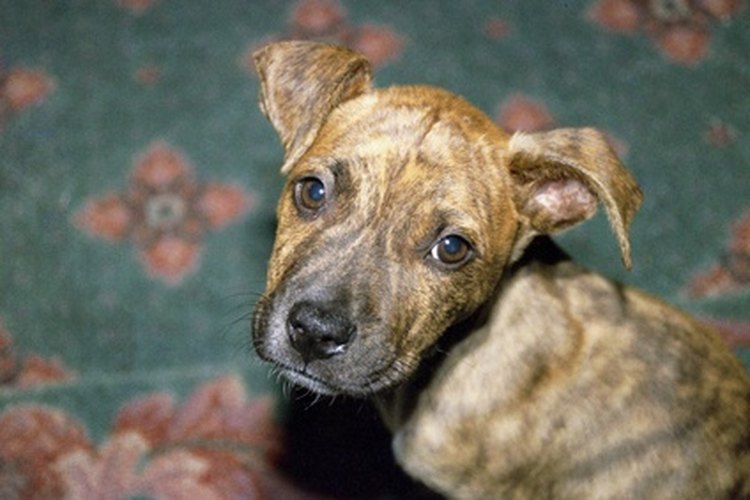 El entrenamiento de un pit bull es muy importante.