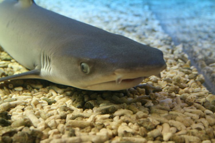 Tiburón.