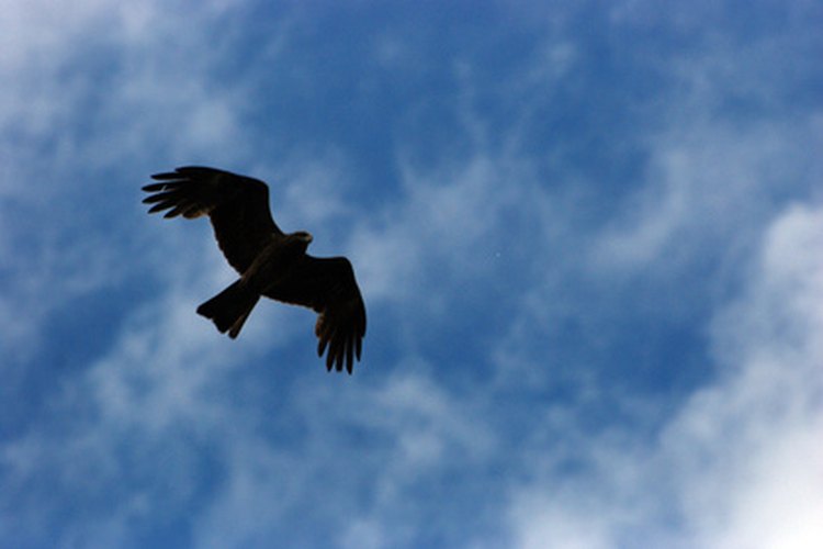 Ave de presa volando en las alturas.