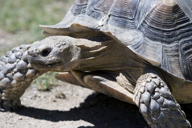 Las tortugas marinas y terrestres usan el movimiento de sus miembros para vaciar y llenar sus pulmones.