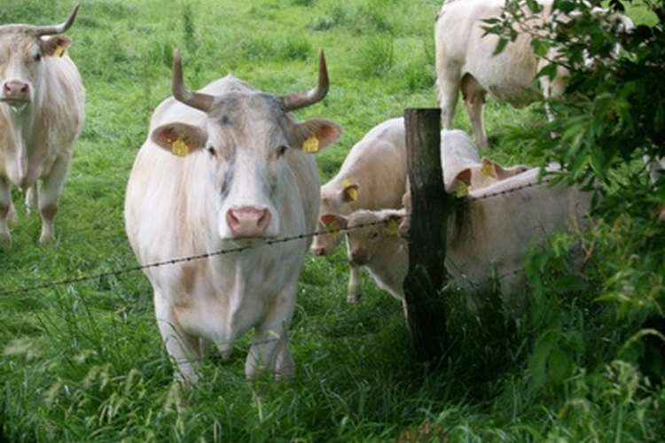 Los terneros Charolais son grandes y rústicos