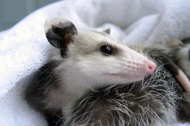 Una zarigüeya es una mascota poco común y muy divertida.
