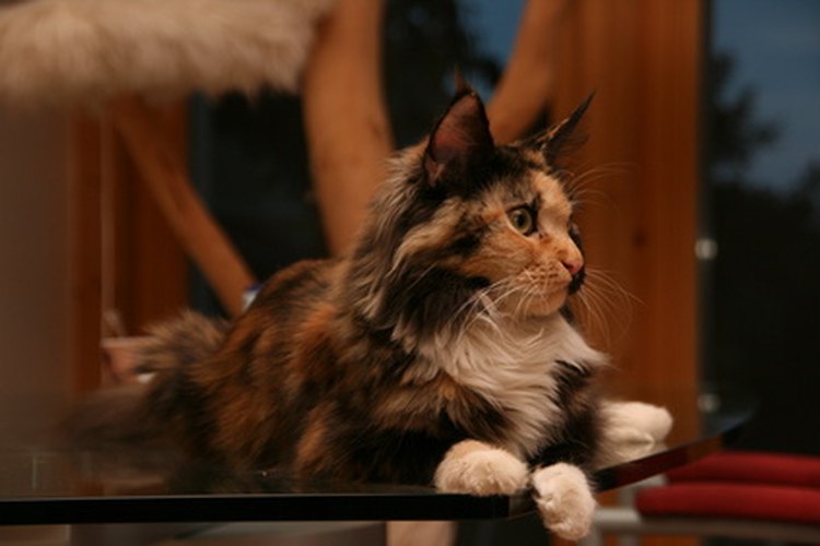 ¿Cuál es el costo de un gato Maine Coon?
