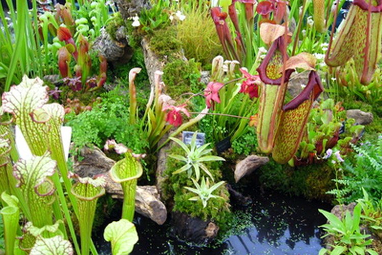 Algunos estados dan recorridos por las zonas con plantas carnívoras salvajes.