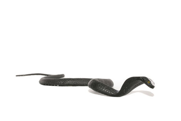 En todo el mundo existen aproximadamente 270 tipos de cobras.