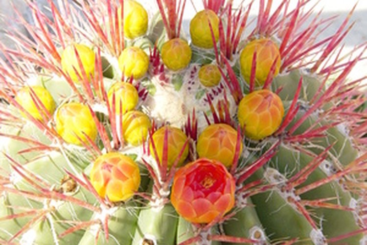 Las puntas del cactus contrastan fuertemente con sus flores.