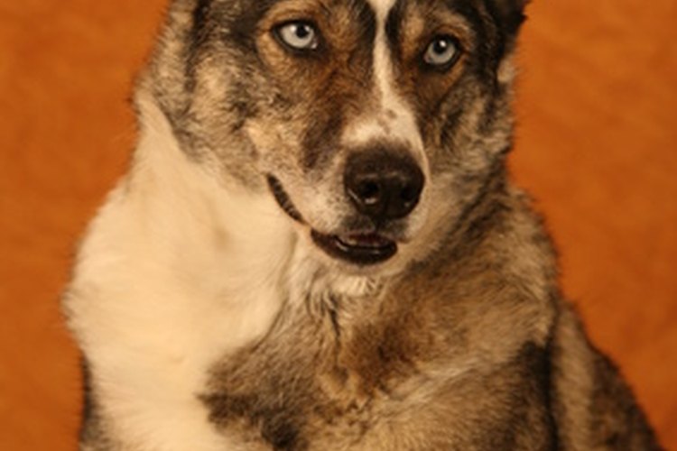 Un daño neurológico puede incapacitar a tu perro de diversas maneras.