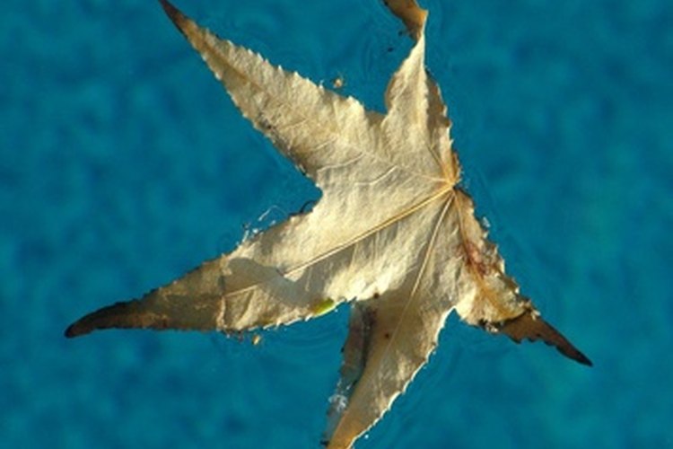 Una aspiradora para la piscina eliminará esas molestas hojas y esos escombros que flotan en la piscina.