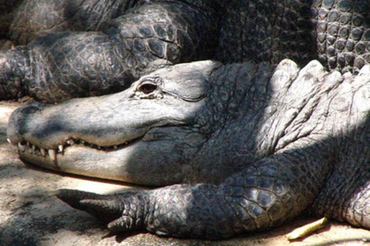 Observa los caimanes de cerca y de manera personal en Gatorland, en la ciudad de Orlando.