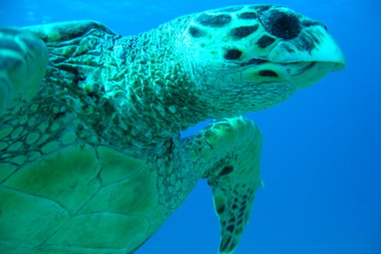 Tortugas de mar.