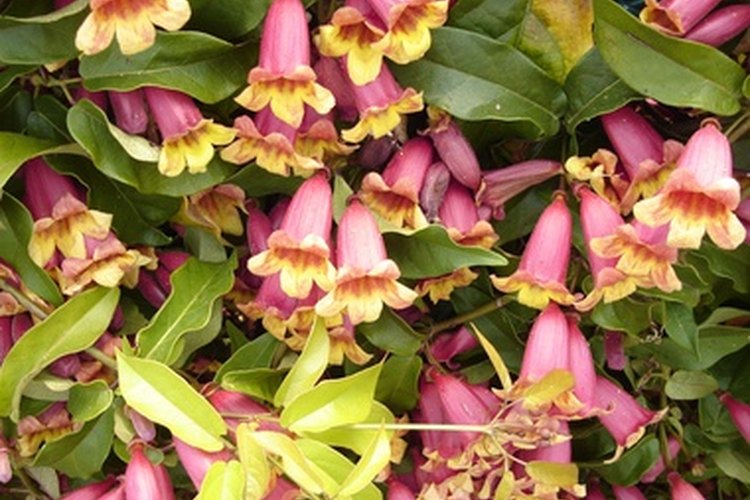 Las flores tubulares de la madreselva son ideales para las aves.