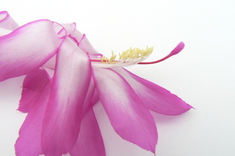 Flores del cactus de Navidad.