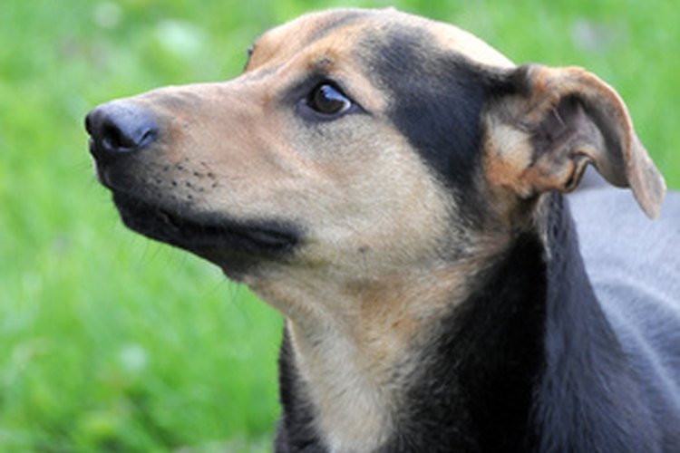 Una nariz caliente no es siempre una indicación de que un perro tenga fiebre o esté enfermo.