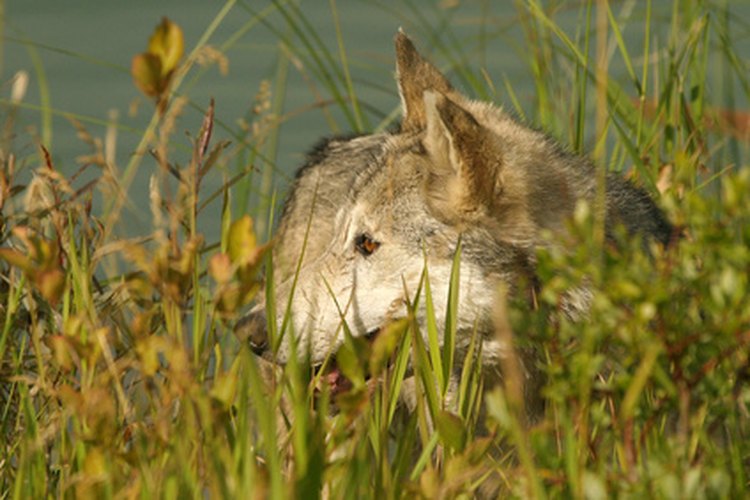 Los lobos comen su presa entera con las hierbas digeridas.
