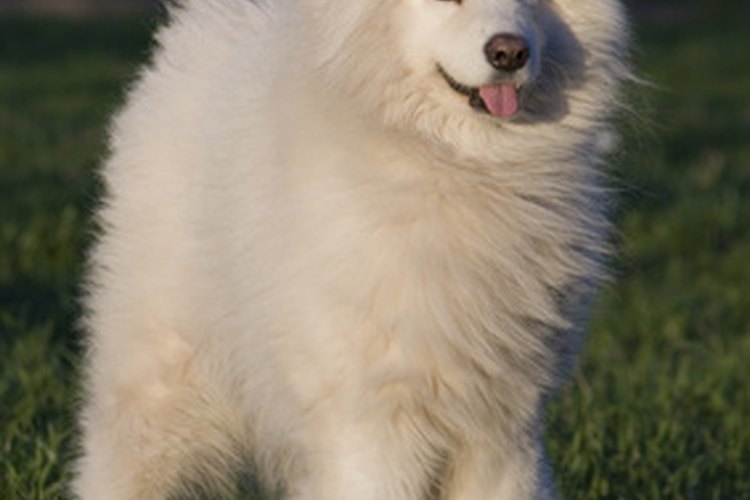 Es más común en los perros pequeños, aunque algunos samoyedos pueden desarrollar una luxación de patela.
