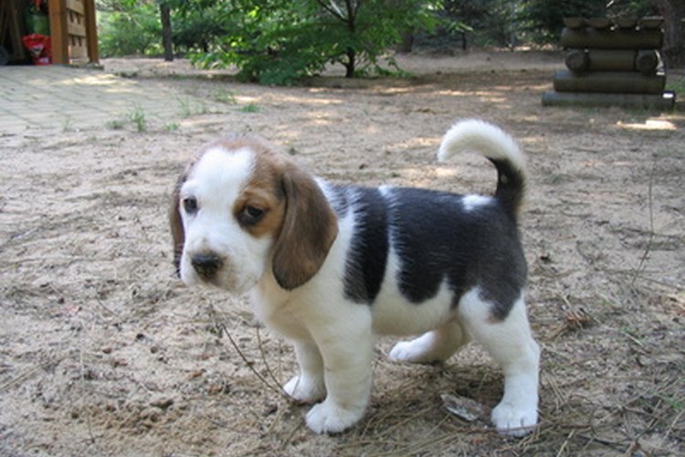 Los beagles son corpulentos y pequeños.