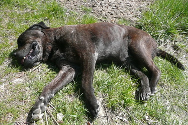 Como los humanos, los perros pueden tener quemaduras solares. Especialmente en su estómago y los muslos, donde hay menos pelo.