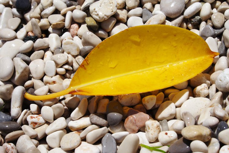 Hoja amarilla de un árbol de caucho.