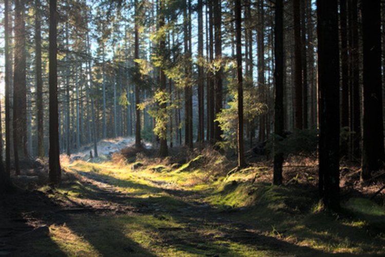 El bosque de Chattahoochee domina la zona norte de Georgia.