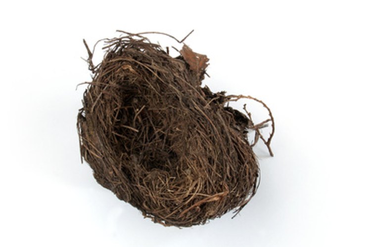 El ingrediente clave de la sopa de nido de golondrina.