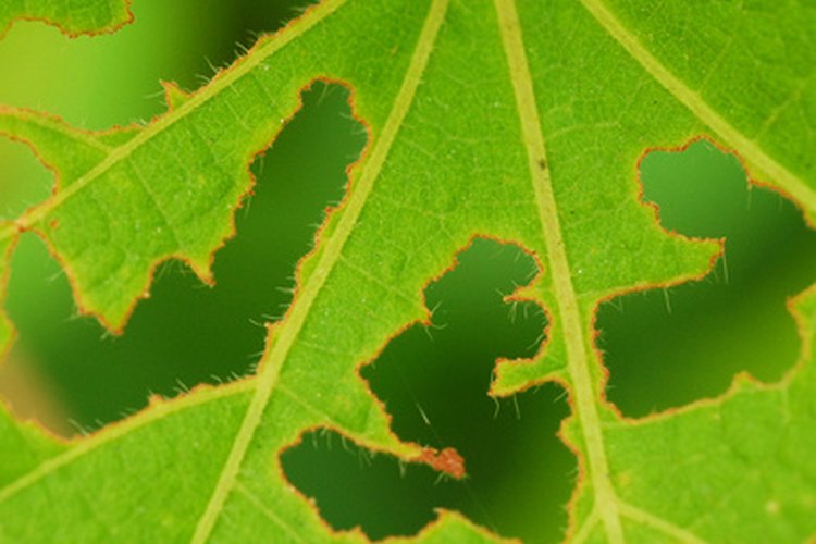 Los gusanos medidores devoran hojas de los árboles y plantas de jardín.