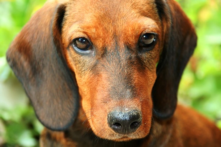 Los perros pueden tener reacciones alérgicas al tratamiento contra las pulgas y garrapatas.