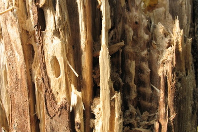 Las termitas pueden destruir los elementos de madera en tu casa.