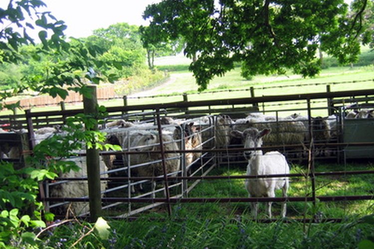 Administrar una granja de ovejas puede ser muy fácil.