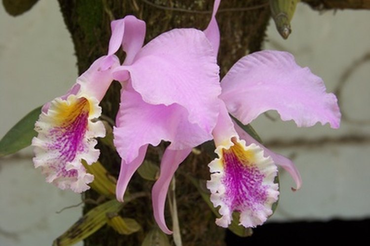 Las orquídeas son delicadas y hermosas.