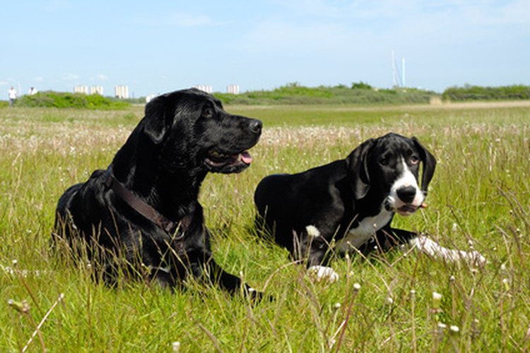 Los perros tienen ganglios linfáticos internos y externos.