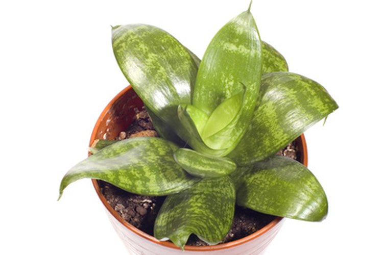 Las luces fluorescentes ayudan a las plantas que crecen en interiores.