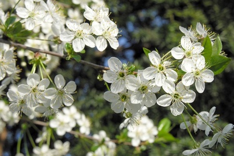 Flores del árbol de ciruelo.