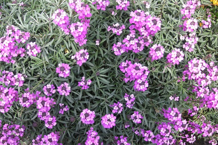 Las perennes agregan color a tu patio año tras año.