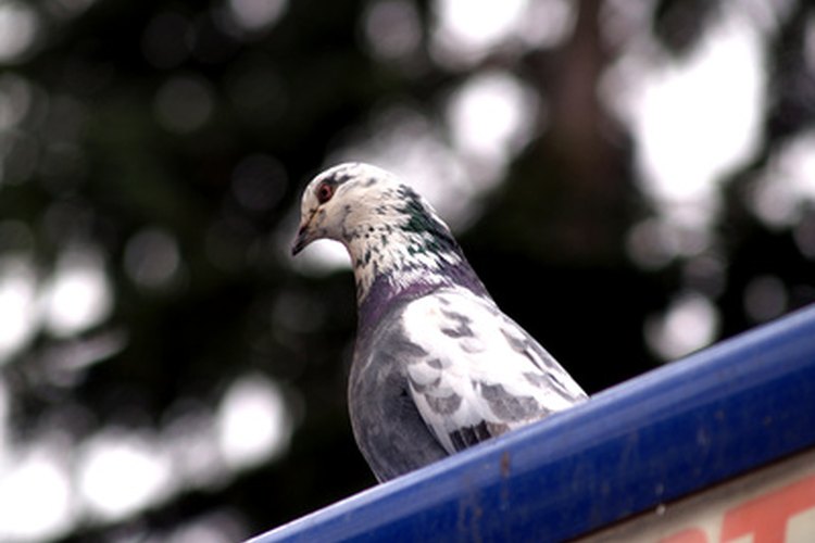 Las palomas, como muchas variedades de pájaros, disfrutan de las semillas de pipas de girasol.