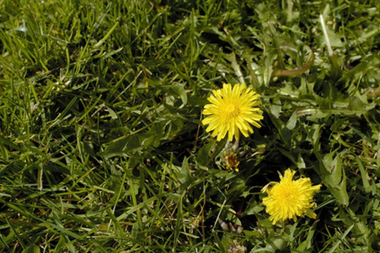 Los pesticidas químicos pueden eliminar las malas hierbas de tu césped.