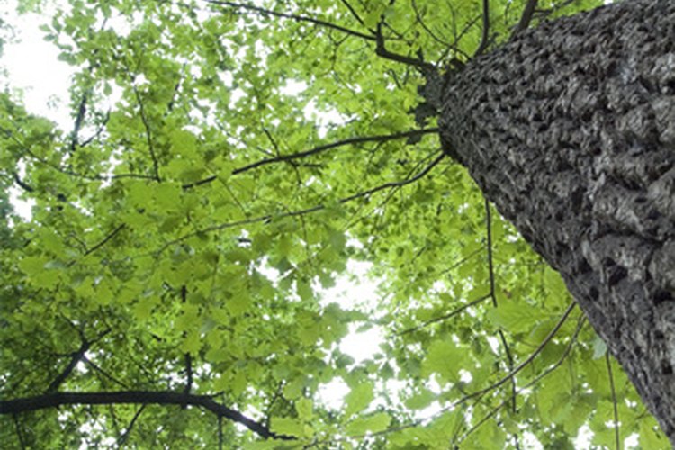 Árbol de roble.