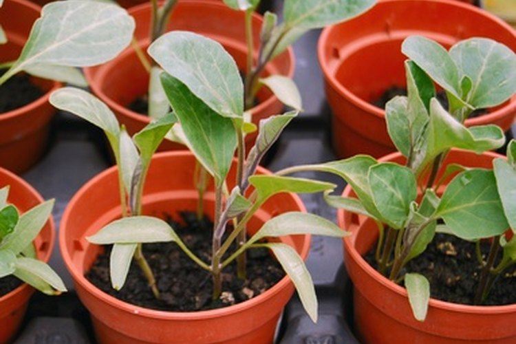 Unos requisitos adecuados de luz se deben seguir para la germinación de las semillas.