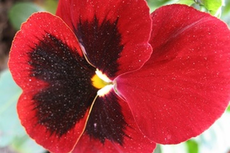 Los pensamientos significan "pensando en tí" en el lenguaje de las flores.