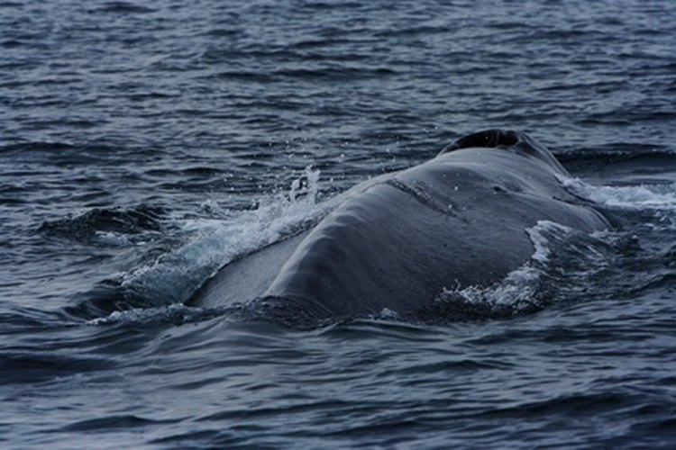 Ciclo vital de la ballena azul.