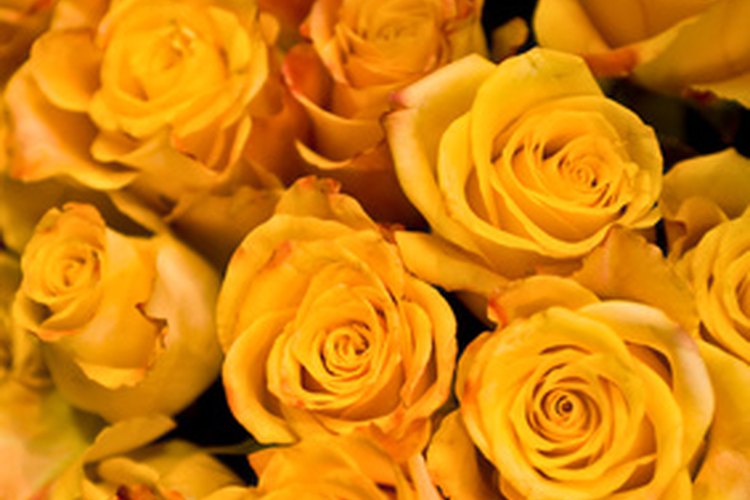 Cincuenta rosas amarillas causarán un impacto.