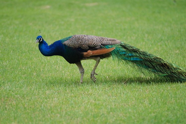 Los pavos reales son conocidos por comer plantas venenosas sin efectos negativos.