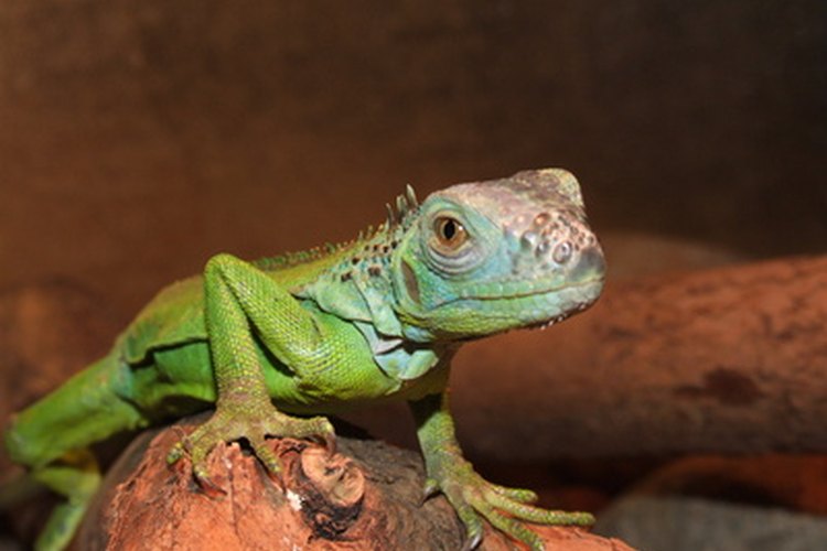Sin luz solar adecuada, los reptiles pueden llegar a volverse muy lentos.